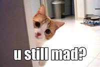 funny-kitten-are-you-still-mad1.jpg